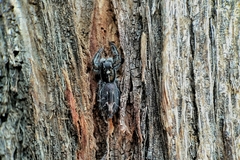 Ocrisiona melancholica