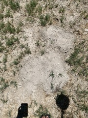 Thomomys bottae fumosus