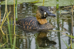 Thalassornis leuconotus