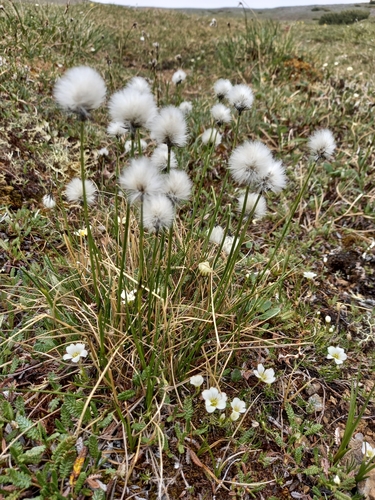 Eriophorum callitrix