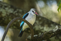 Halcyon senegalensis