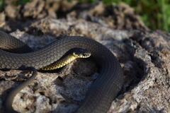 Elapognathus minor