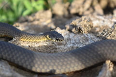 Elapognathus minor