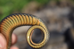 Elapognathus minor