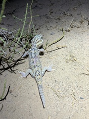 Teratoscincus scincus