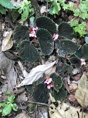 Begonia ruthiae
