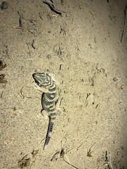 Teratoscincus scincus