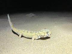 Teratoscincus scincus