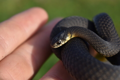 Elapognathus minor