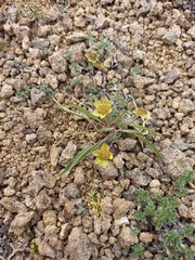 Bupleurum triradiatum