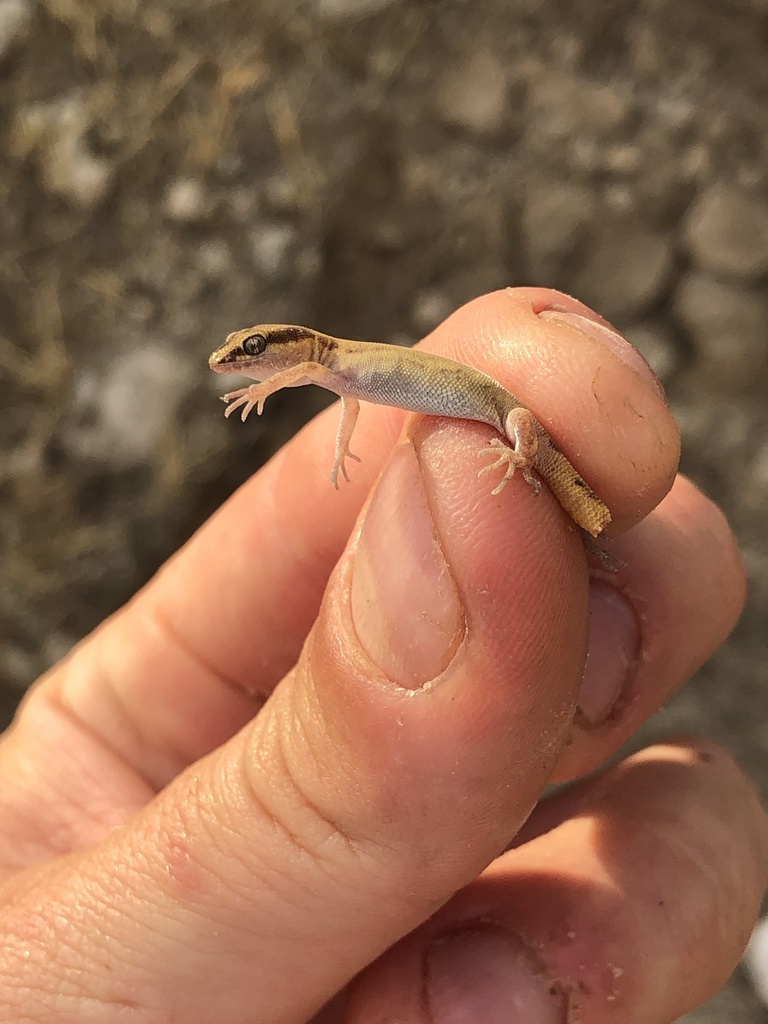 Tadjikistan Even-Fingered Gecko