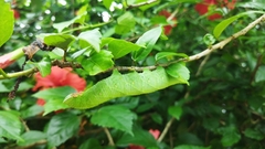 Marumba dyras