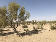 Haloxylon
