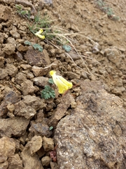 Corydalis gorodkovii