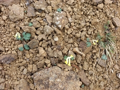 Corydalis gorodkovii