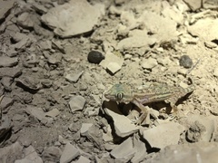 Crossobamon eversmanni