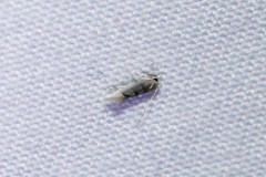 Phyllonorycter tiliacella