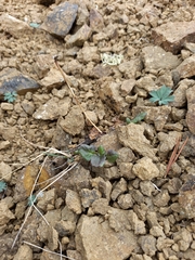 Packera heterophylla