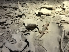 Crossobamon eversmanni