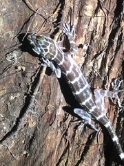 Cyrtodactylus consobrinus