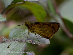 Oriens concinna