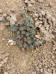 Dracocephalum palmatum