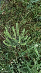 Lepidium densiflorum