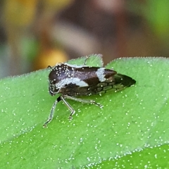 Ophiderma