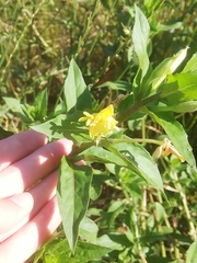 Angiospermae