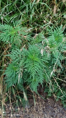 Ambrosia artemisiifolia