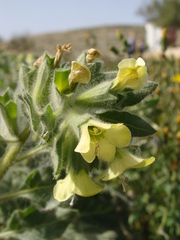 Hyoscyamus albus