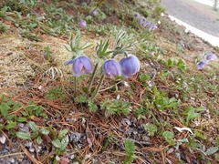 Pulsatilla ajanensis