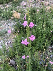 Incarvillea olgae