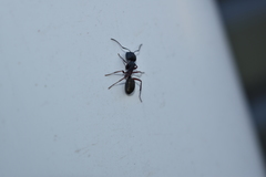 Camponotus chalceus