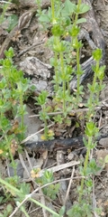 Galium virgatum