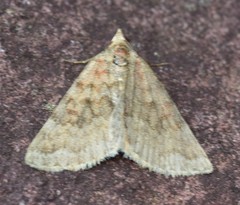 Dichromodes disputata