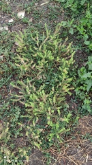 Lepidium densiflorum