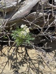 Cnidoscolus maculatus