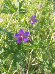 Geranium pratense