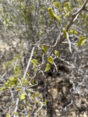 Castela peninsularis