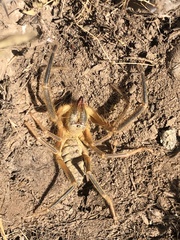 Galeodidae