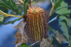 Banksia quercifolia