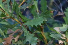 Banksia quercifolia