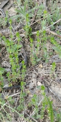 Galium virgatum