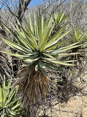 Yucca capensis