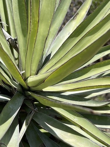 Cape Region yucca