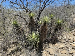 Yucca capensis