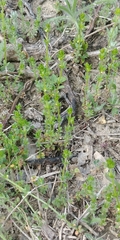 Galium virgatum