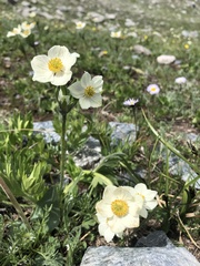 Anemonastrum zephyrum