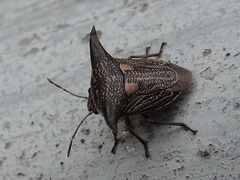 Alcimocoris coronatus
